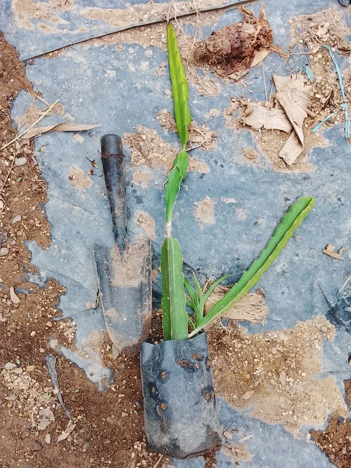 نهال دراگون فروت|گل و گیاه طبیعی|لاهیجان, آهندان|دیوار