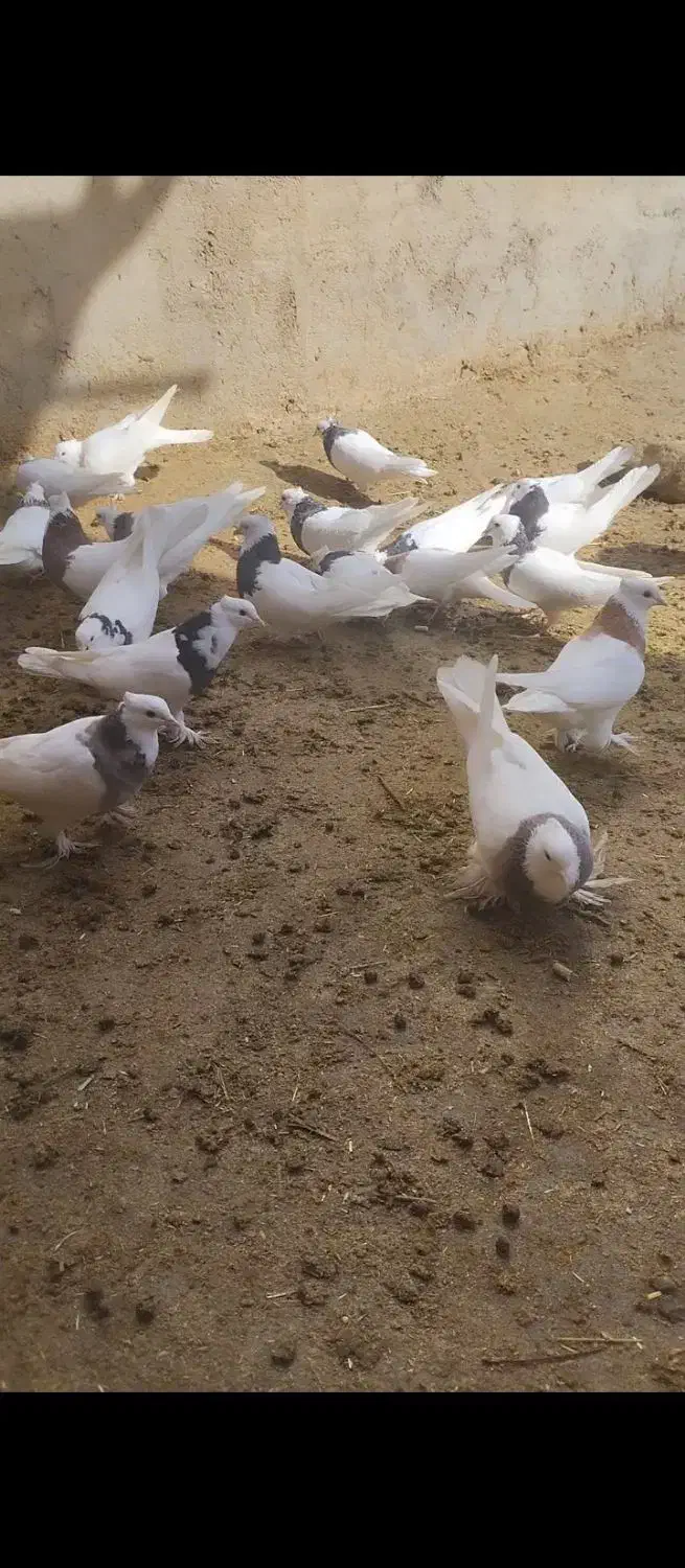 کبوتر طوقی|حیوانات|یاسوج, |دیوار