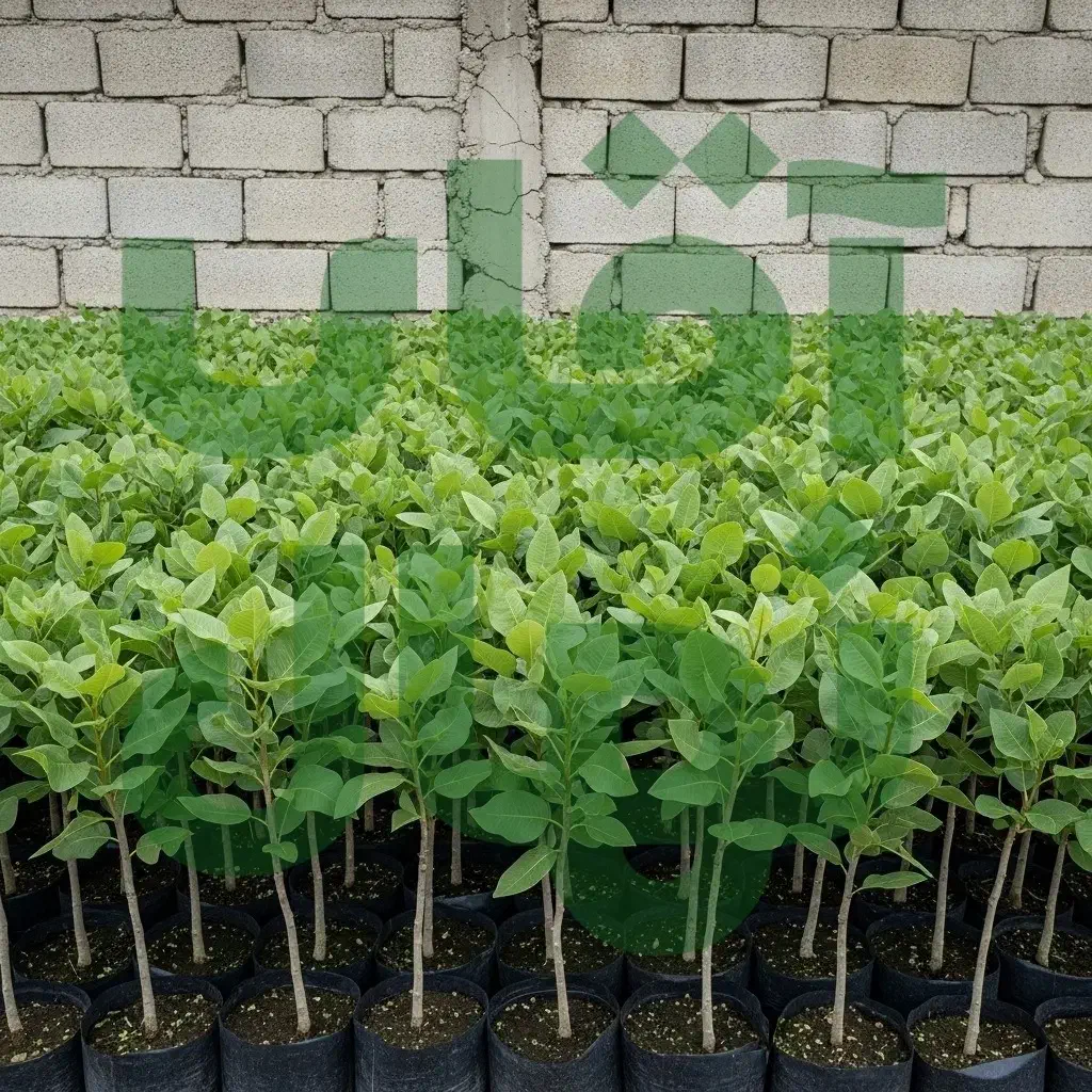 نهال پسته اکبری سالم و دارای ریشه قوی|خدمات باغبانی و درختکاری|سراب, |دیوار