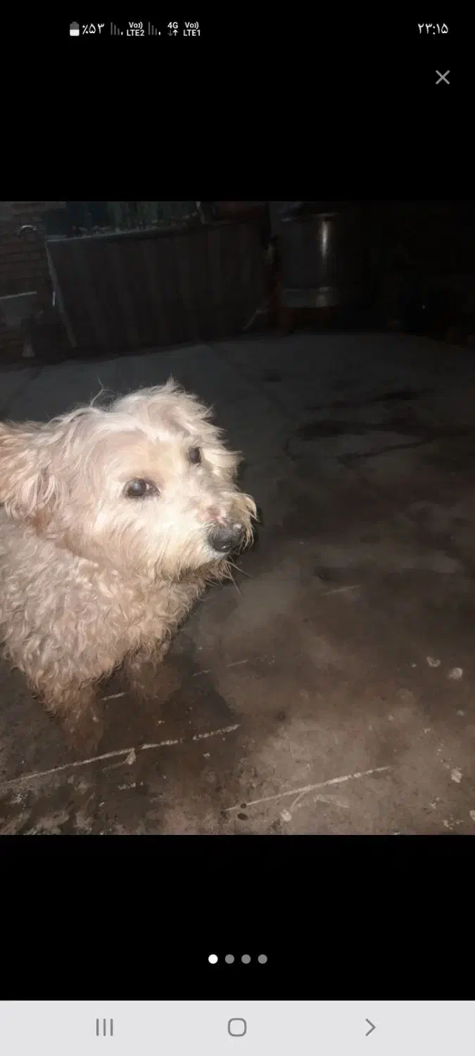 شیتزو|سگ|آبادان, |دیوار