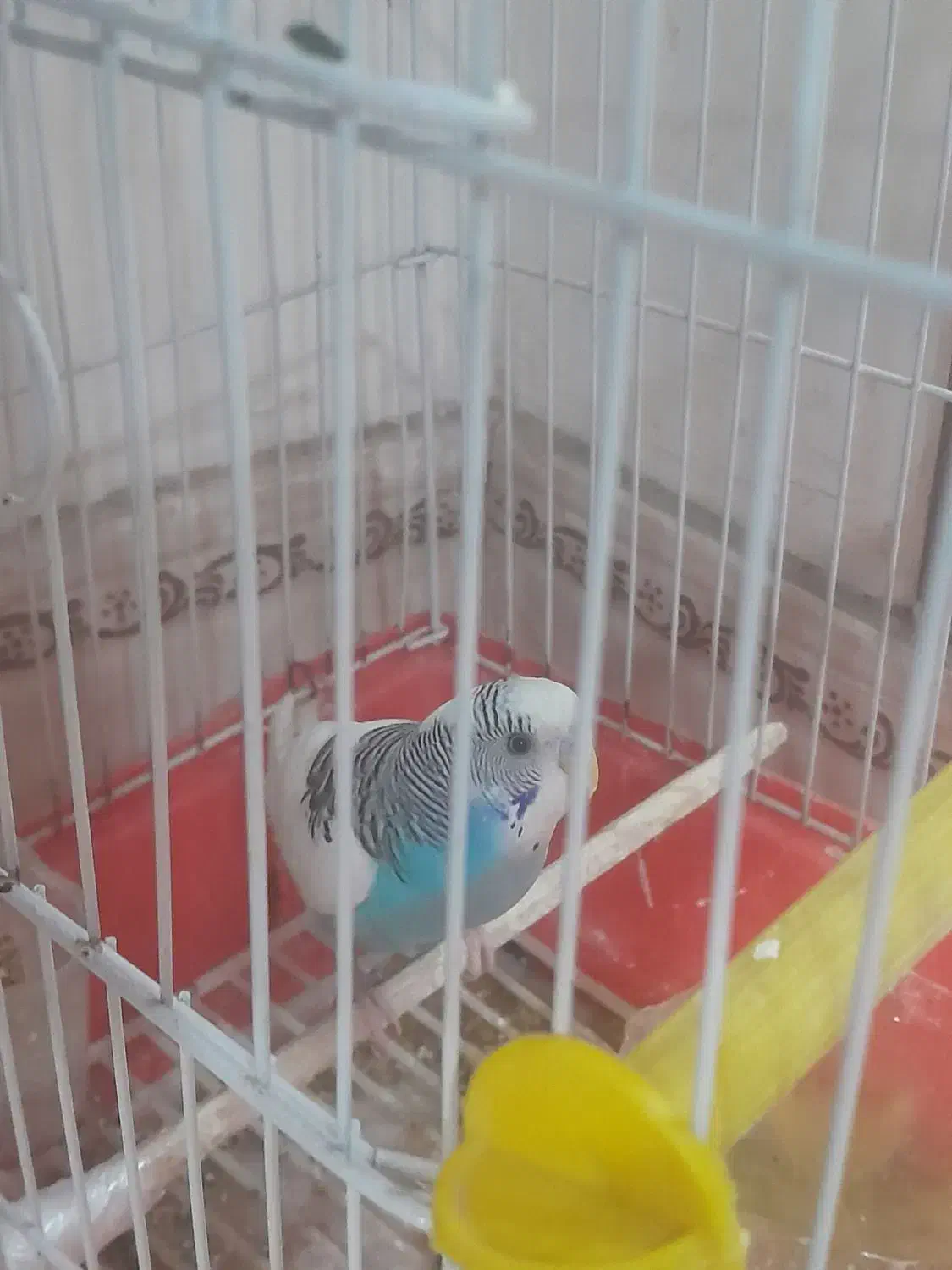 مرغ عشق|پرنده|پاکدشت, پاکدشت (مامازند)|دیوار