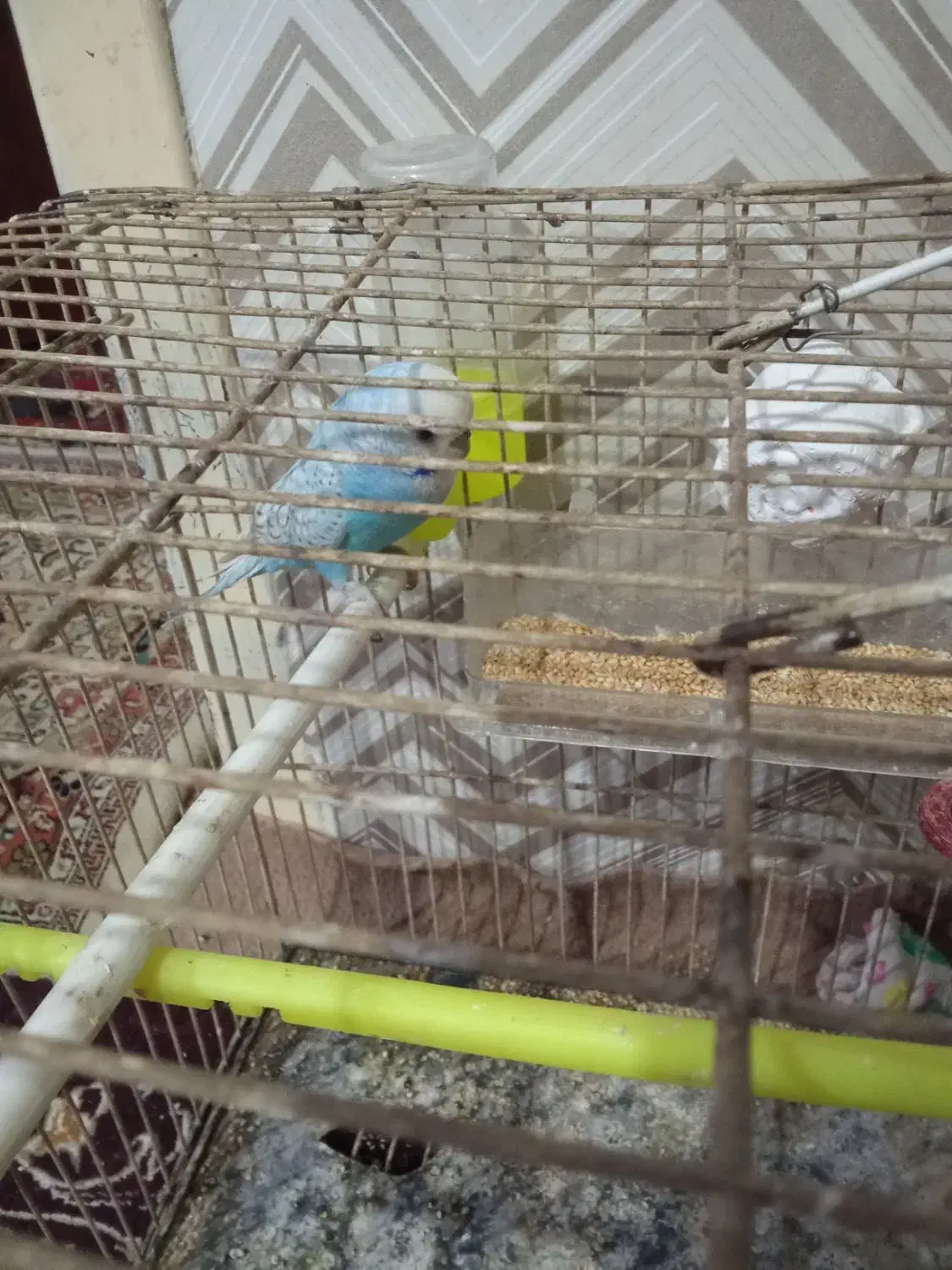 مرغ عشق نر بالغ|پرنده|جالق, |دیوار