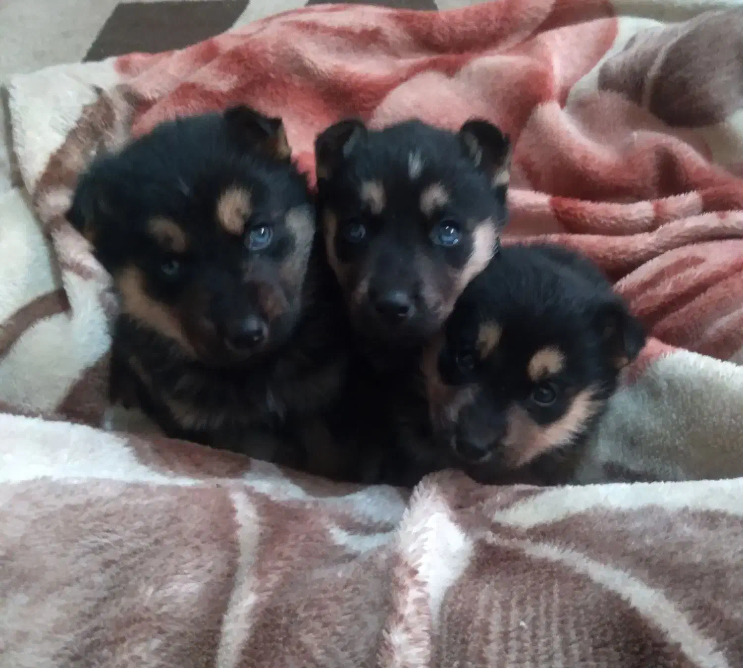 سگ فروشی|سگ|شیراز, گویم|دیوار