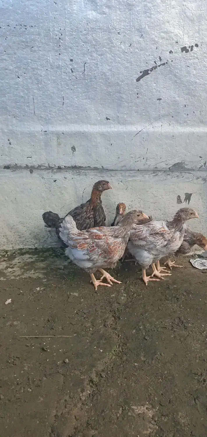 جوجه ویاندوت|حیوانات مزرعه|رضوانشهر, |دیوار