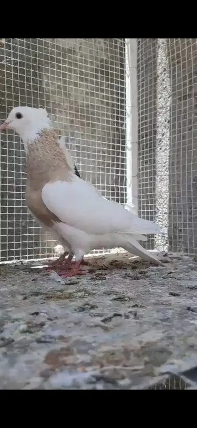 طوقی کرمانشاهی درجه یک|پرنده|محمدشهر, محمدشهر|دیوار