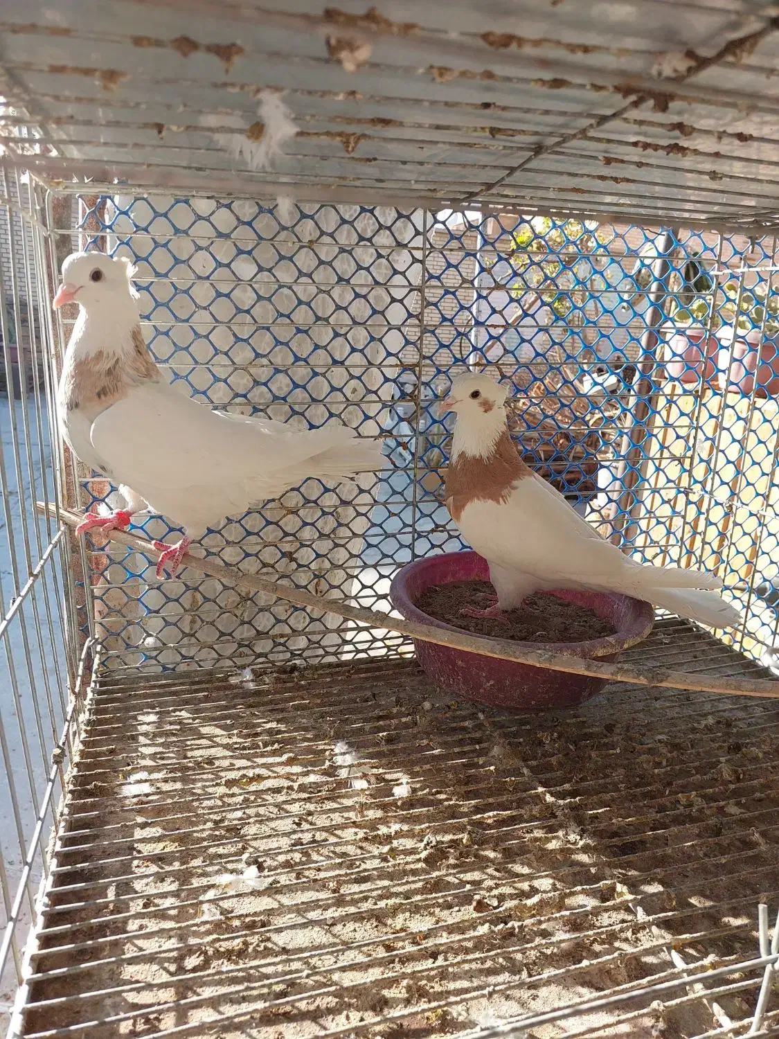 کفتر طوقی|پرنده|بافق, |دیوار