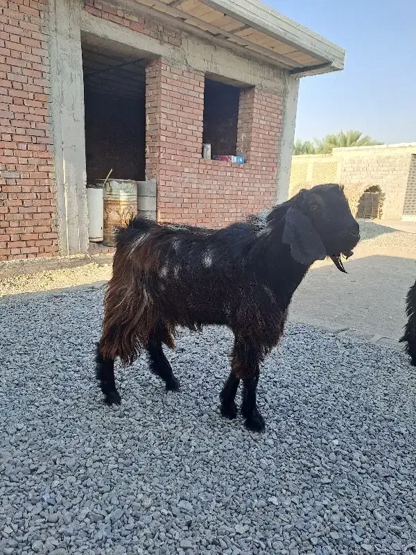 فروش چپشت،گوسفند|حیوانات مزرعه|قلعه گنج, |دیوار