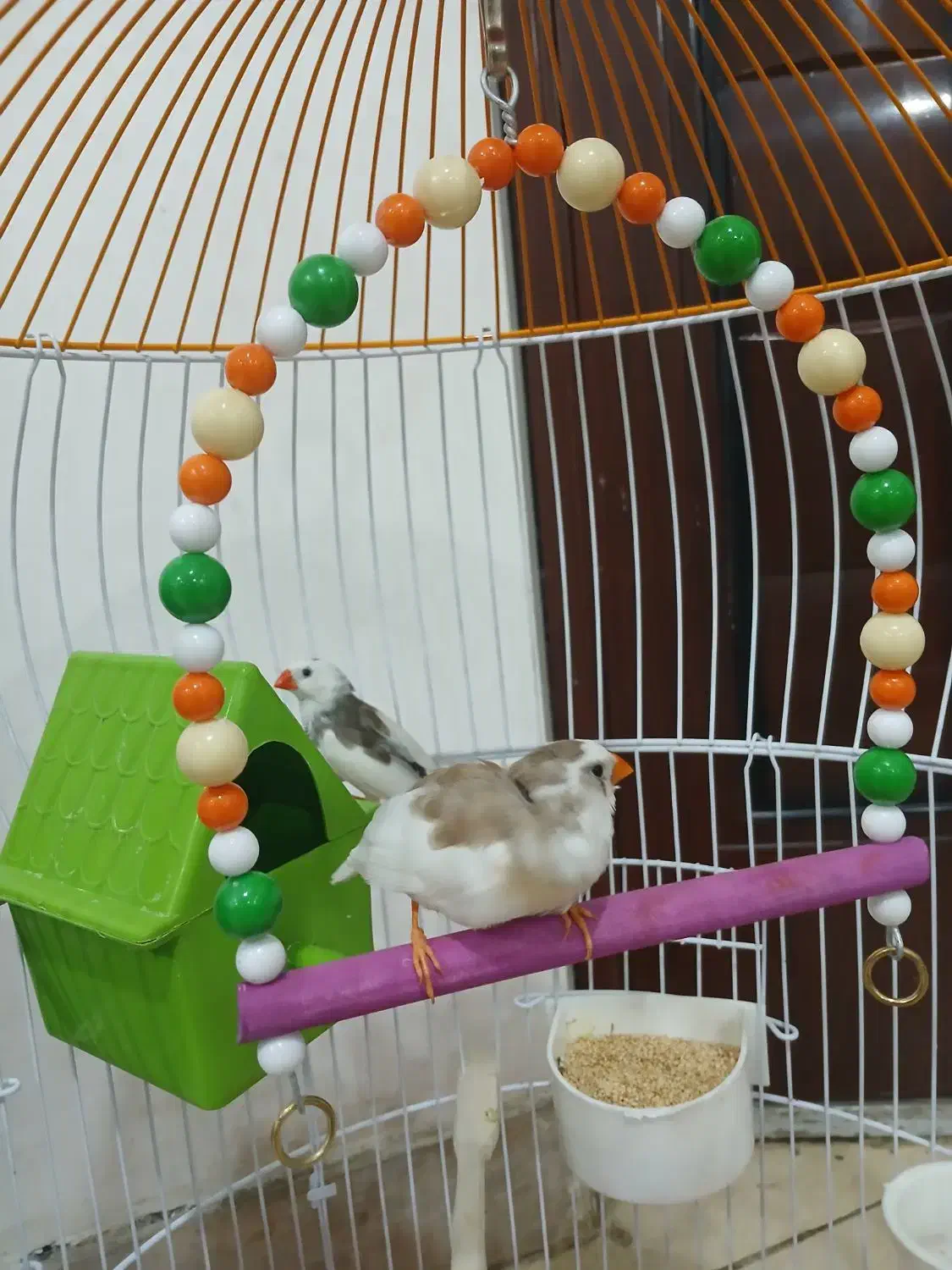 فنچ|پرنده|اهواز, کوی فاطمیه|دیوار