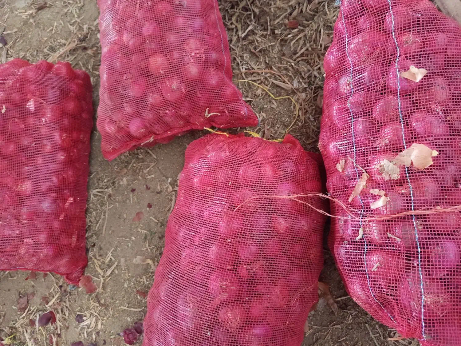 پیاز قرمز و نارنجی|خوردنی و آشامیدنی|ماهیدشت, |دیوار