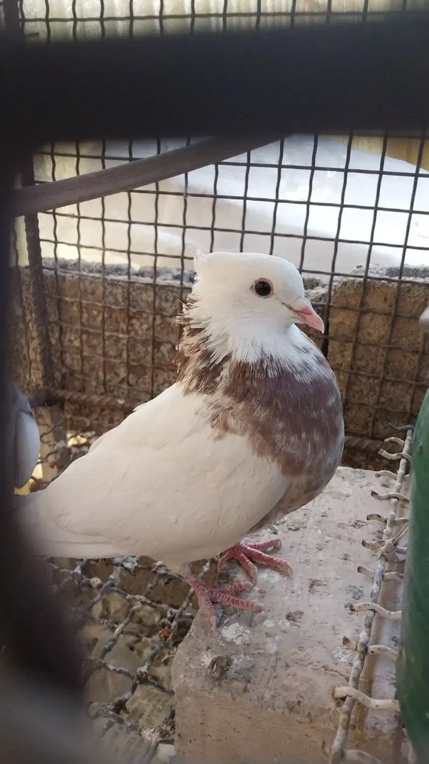 گمشده کبوتر جوجه دار|پرنده|سرپل ذهاب, |دیوار