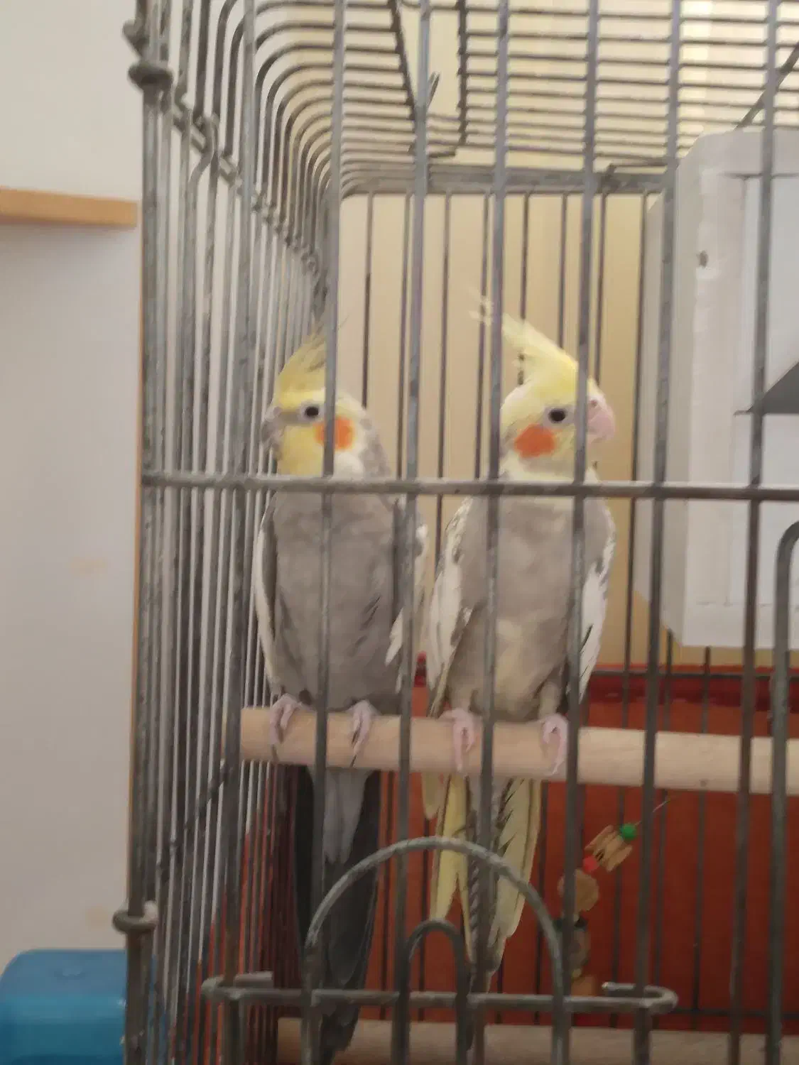 جفت عروس هلندی سینامون|پرنده|باقرشهر, |دیوار