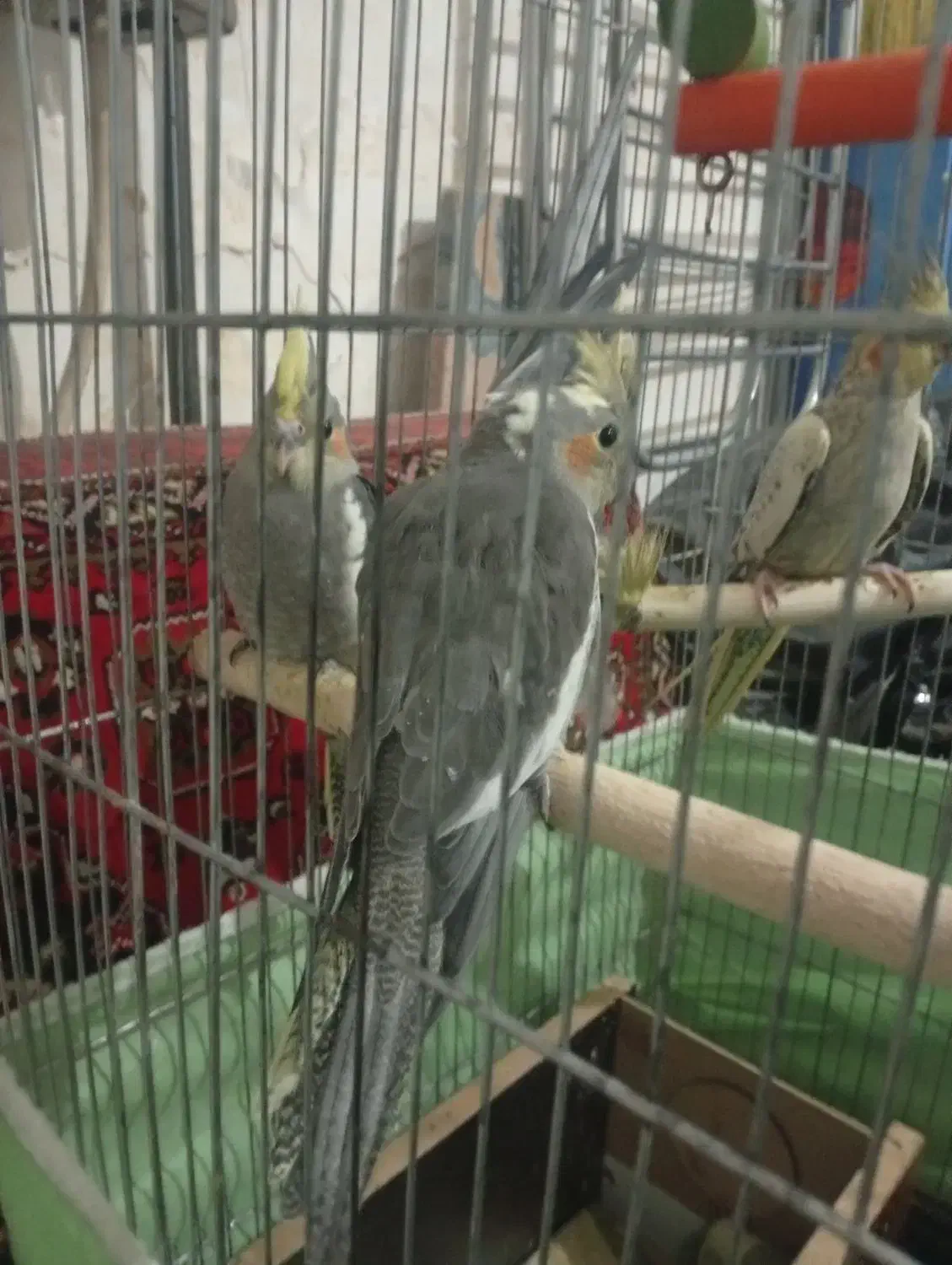 عروس هلندی  دستی|پرنده|همدان, |دیوار