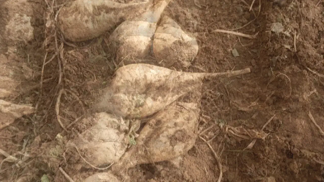 چغندر لبو|عمده‌فروشی|میاندوآب, |دیوار