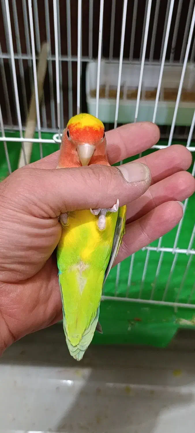 کوتوله|پرنده|آران و بیدگل, |دیوار