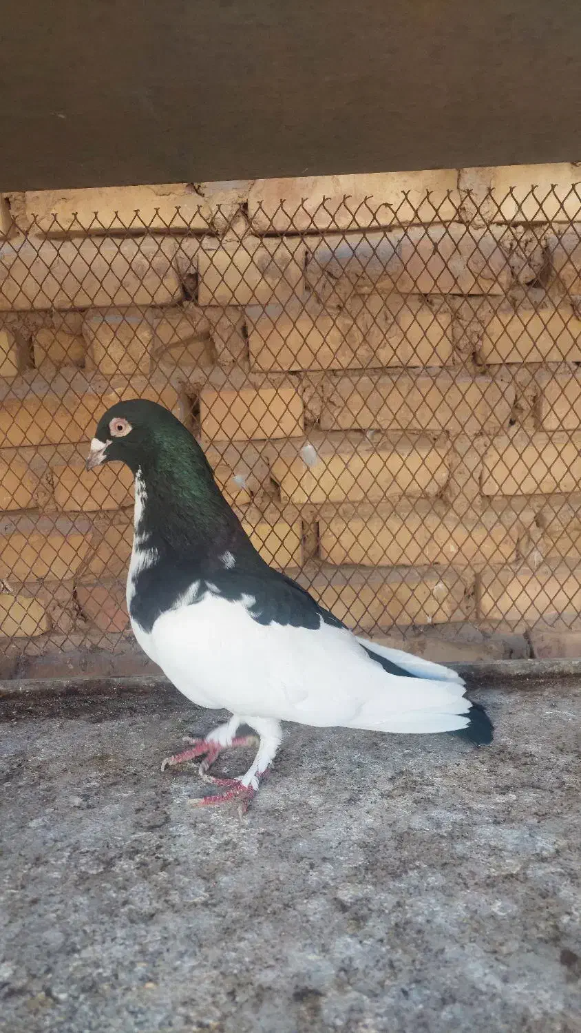 دوعدد کفتر|پرنده|یزد, |دیوار