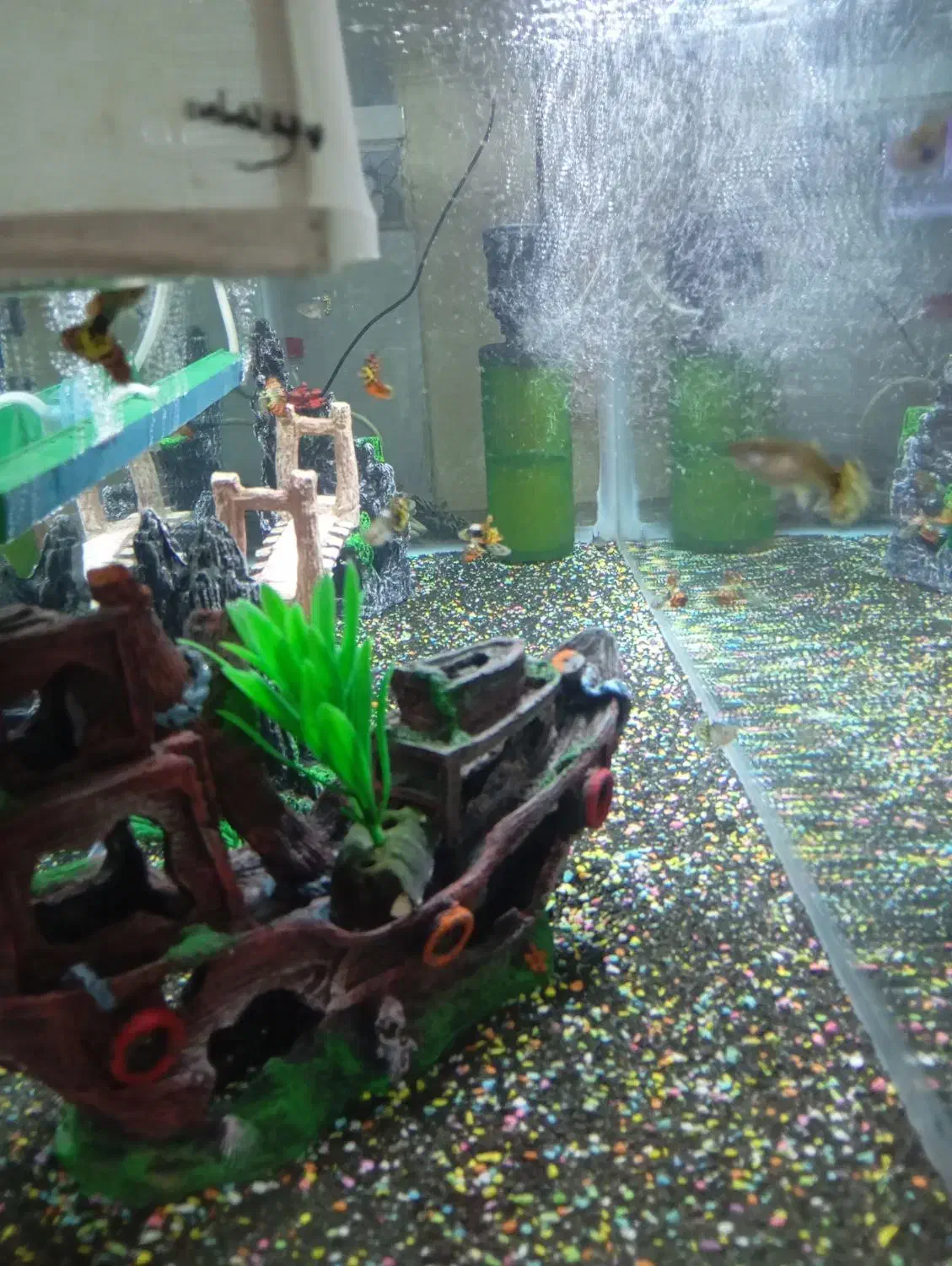 آکواریوم شیک|ماهی|چناران, |دیوار