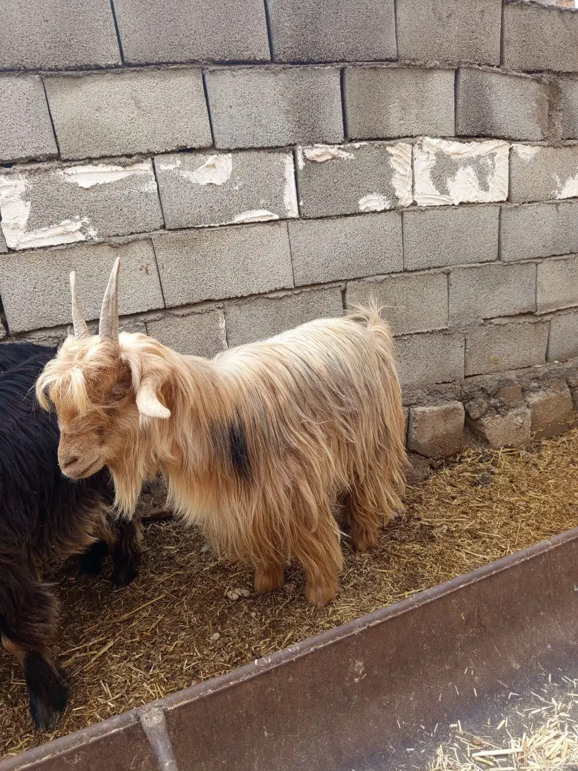 بز تیشتر بیگ|حیوانات مزرعه|شوشتر, |دیوار