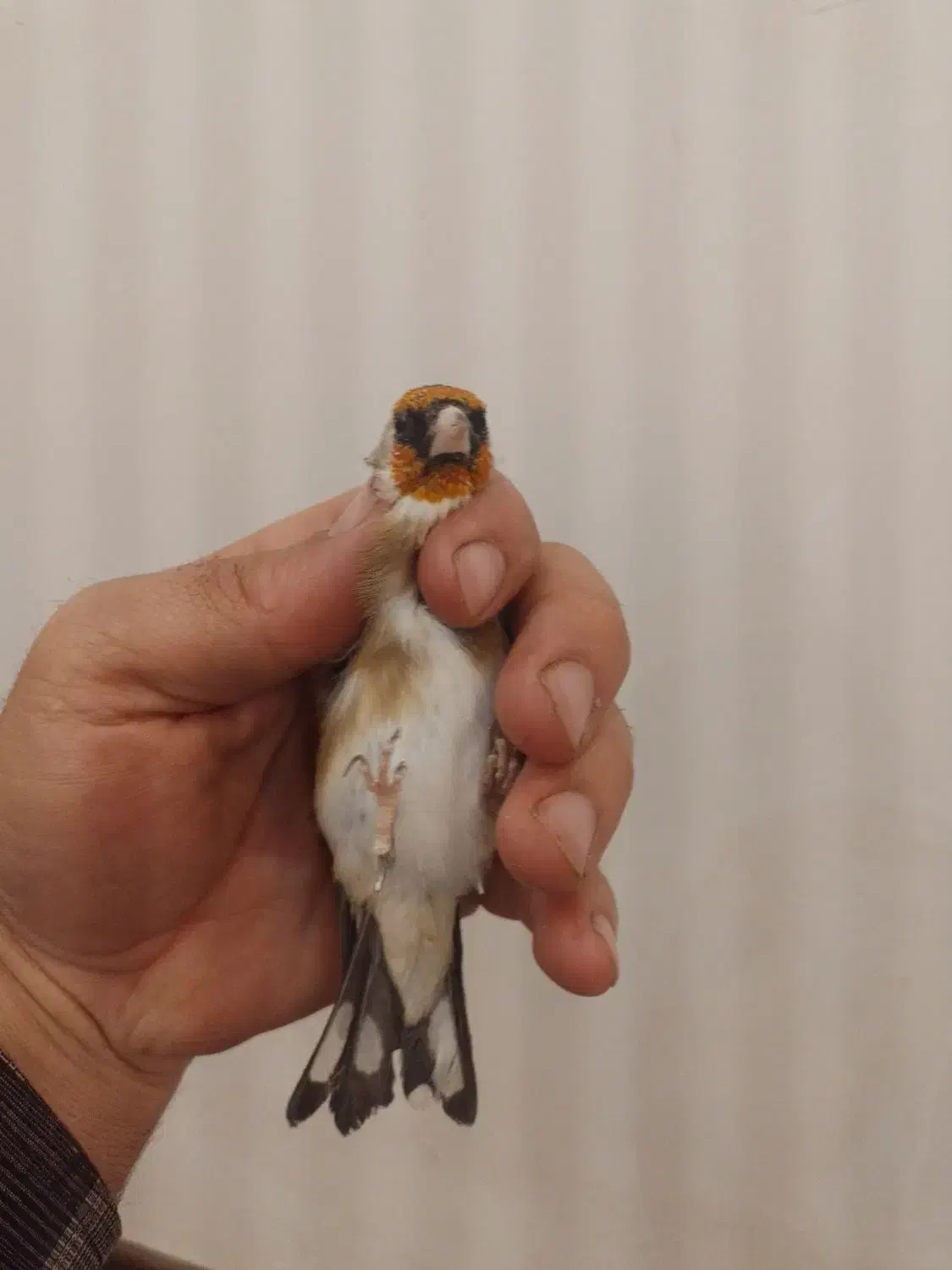 سهره جوجه|پرنده|لاران, |دیوار