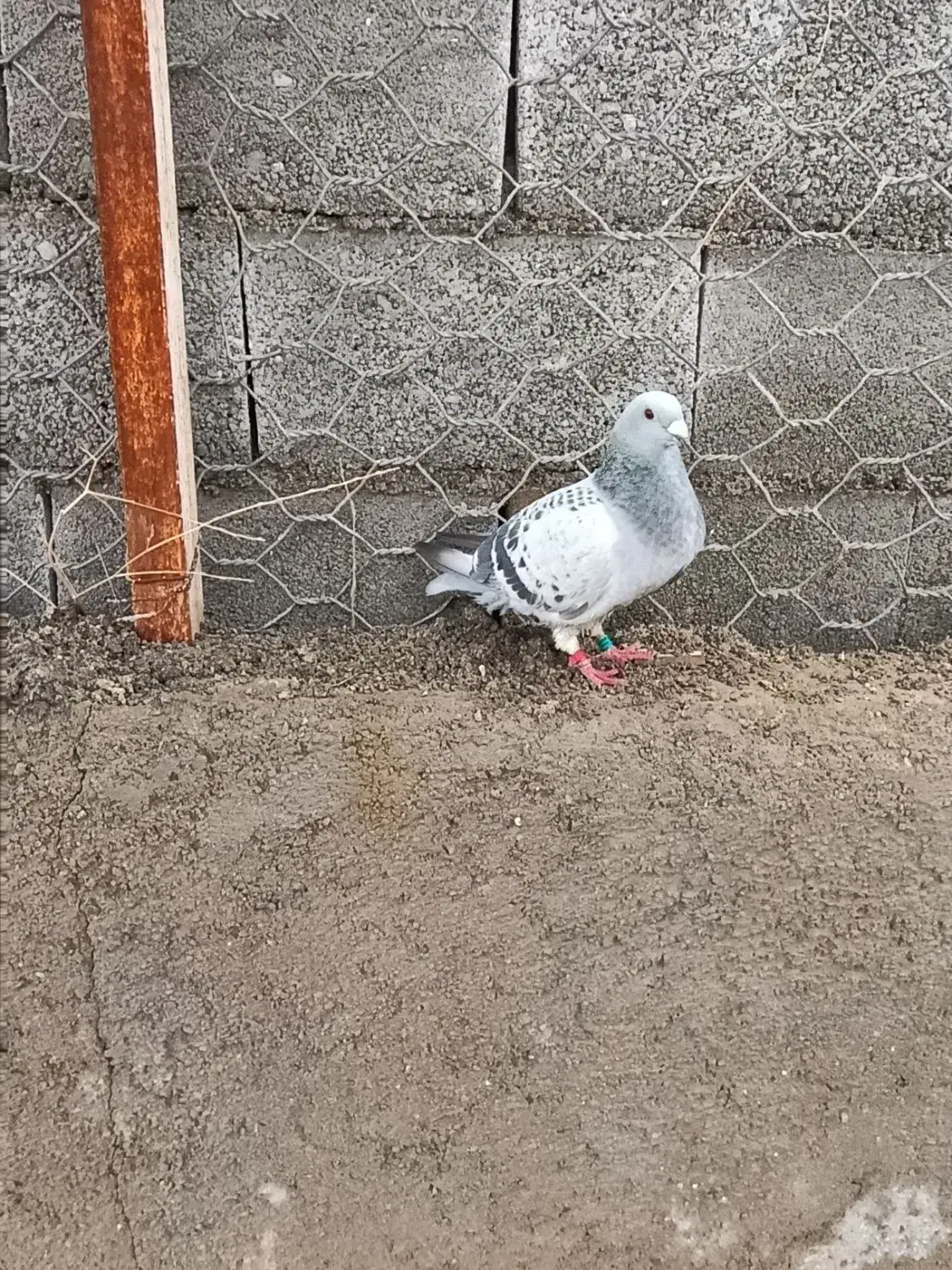 ماده موریس دلبر|پرنده|شیراز, دشت چنار|دیوار