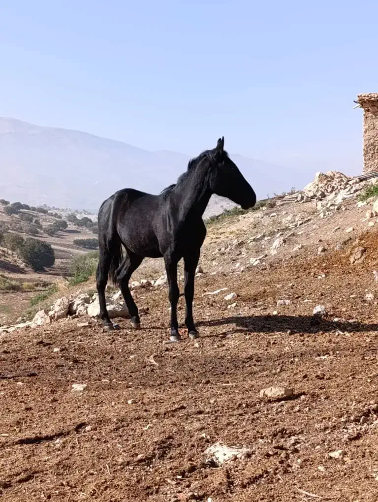 کره اسب|اسب و تجهیزات اسبسواری|درب گنبد, |دیوار