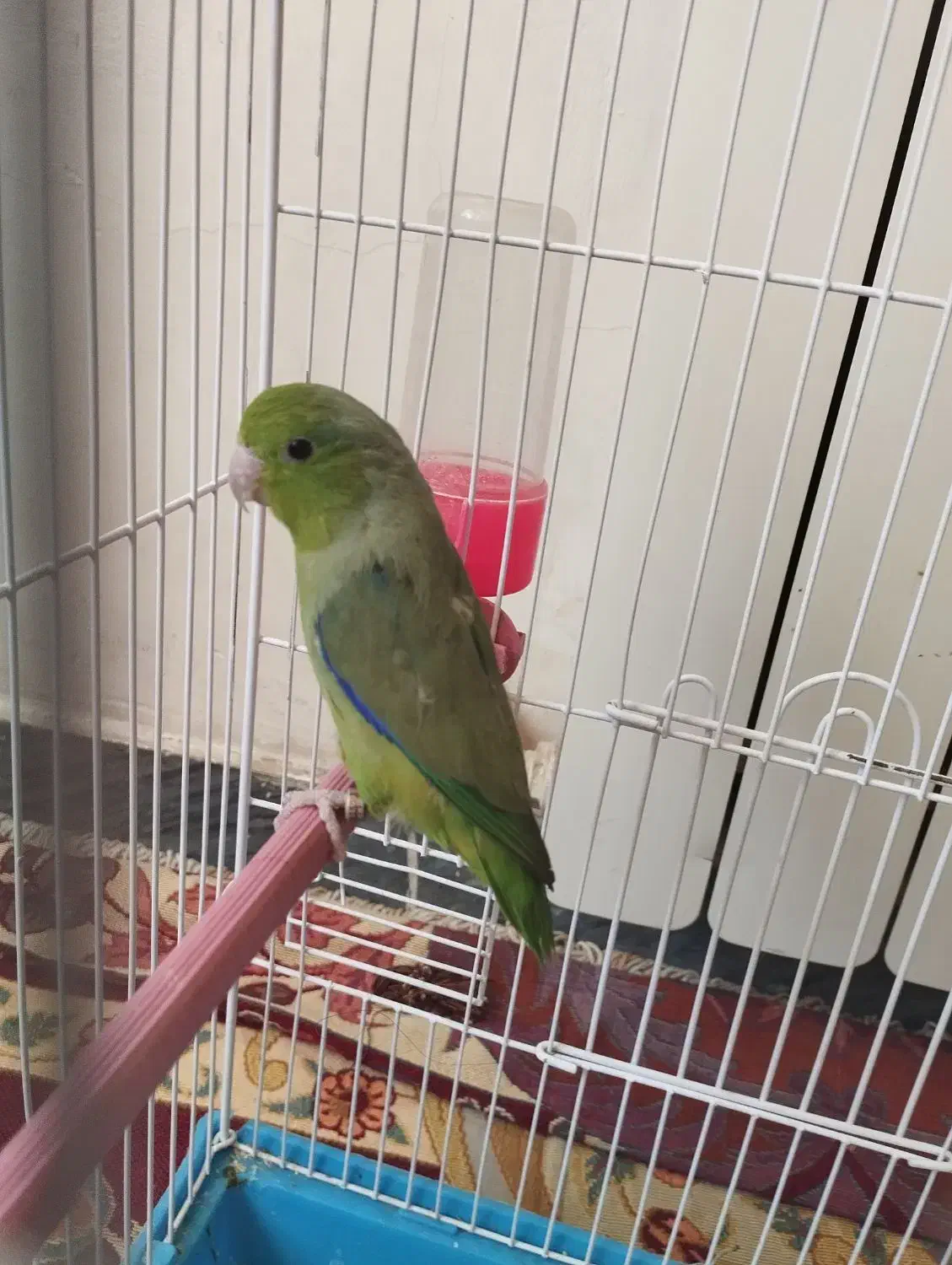 طوطی کوتوله رنگ آبی گمشده|حیوانات|بروجن, |دیوار