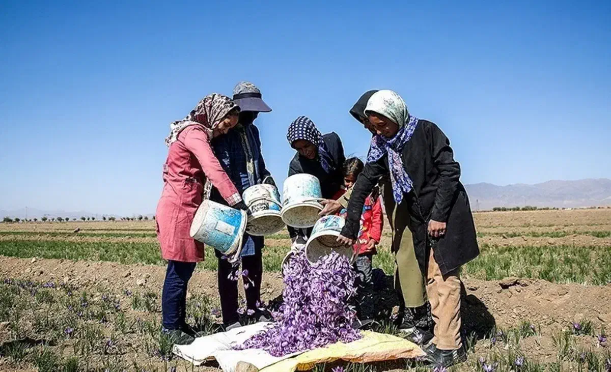 چند نفر هستیم زعفران جمع میکنیم|خدمات باغبانی و درختکاری|نیشابور, قلعه نو|دیوار