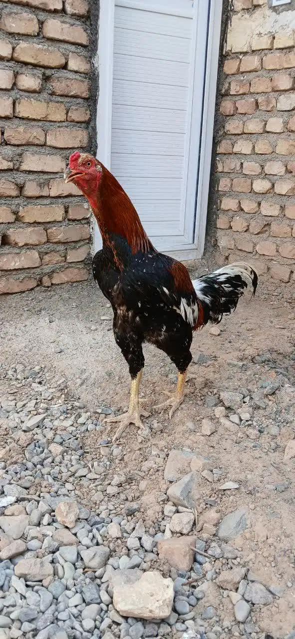 پرنده|پرنده|کاشمر, |دیوار