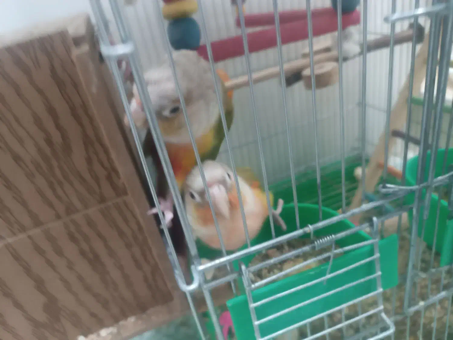 جفت گرینچیک آناناسی...|پرنده|طبس, |دیوار