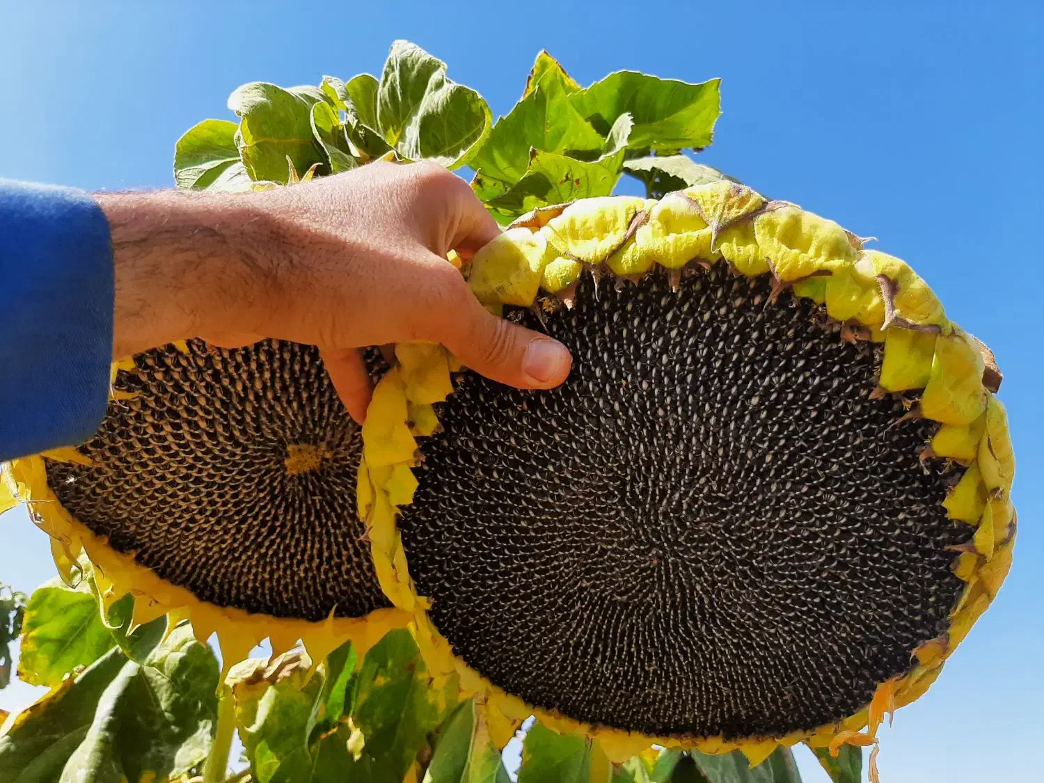 تخمه آفتابگردان درجه ۱|خوردنی و آشامیدنی|شال, |دیوار