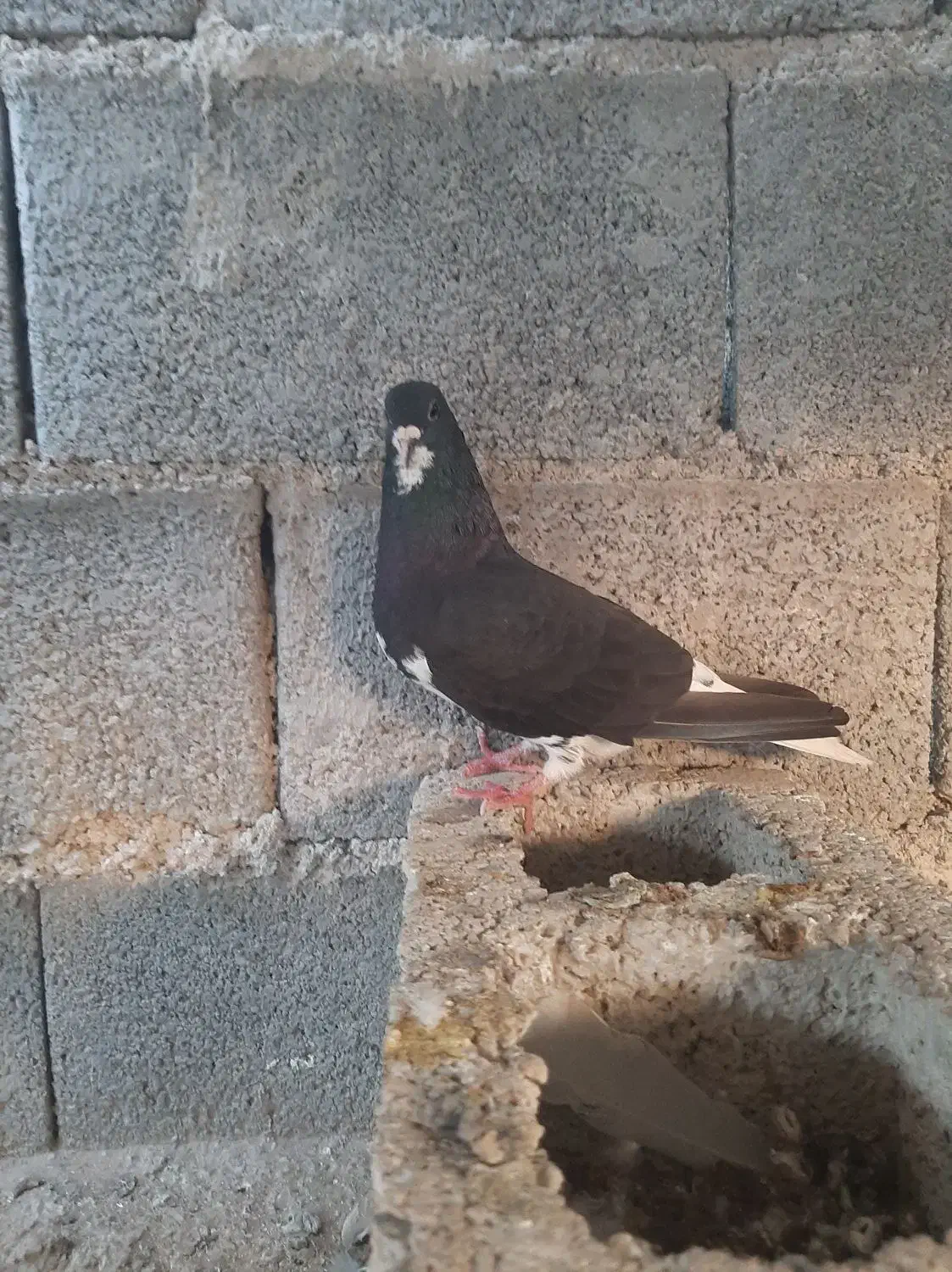 خوشرنگ سیاه نر|پرنده|آبپخش, |دیوار