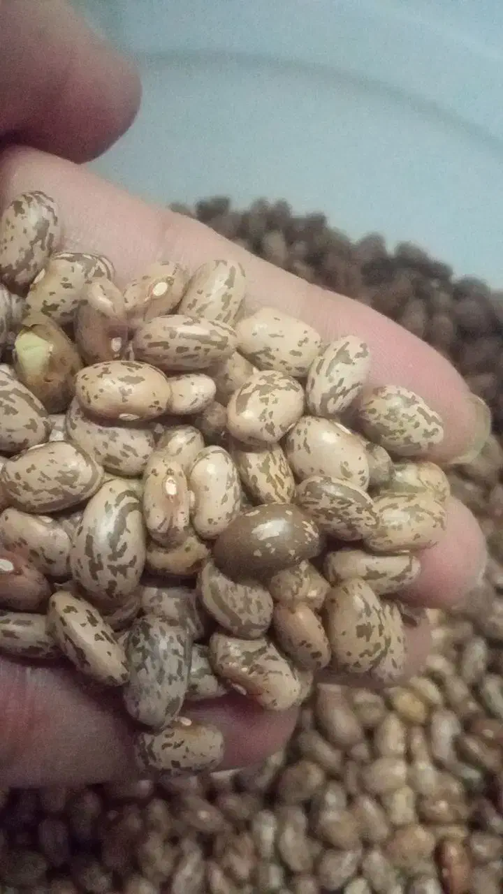 لوبیا چیتی|خوردنی و آشامیدنی|تهران, آذری|دیوار