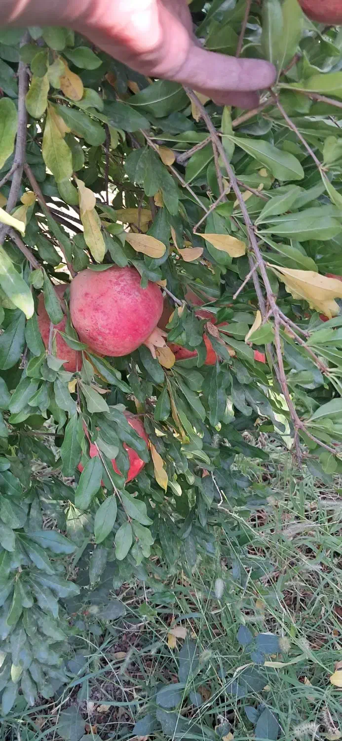 انار|خوردنی و آشامیدنی|شیراز, احمدی جنوبی|دیوار