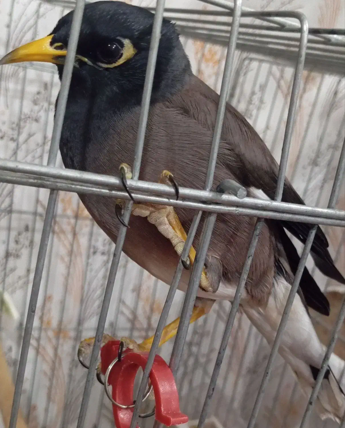 مرغ مینا|پرنده|شیراز, کوشک میدان|دیوار