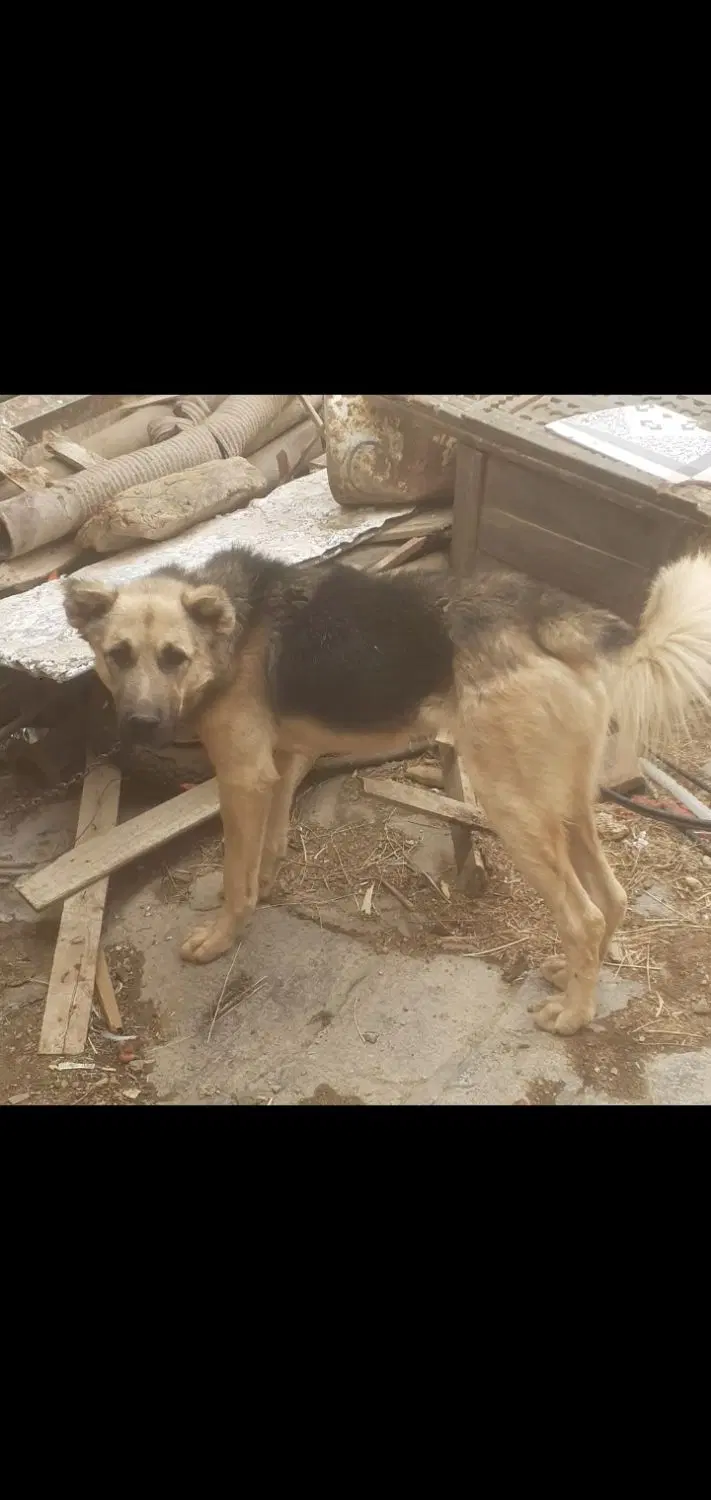 سگ سگ|سگ|سنندج, |دیوار