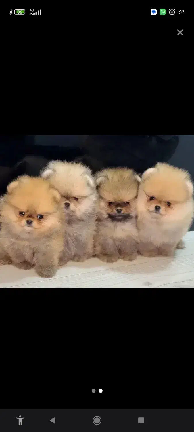 فروش سگ پا مرنیان|سگ|بندرعباس, |دیوار