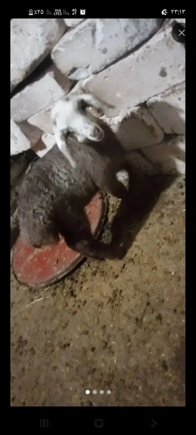 یک راس بره شیری نژادفومن|حیوانات مزرعه|قشلاق دشت, |دیوار