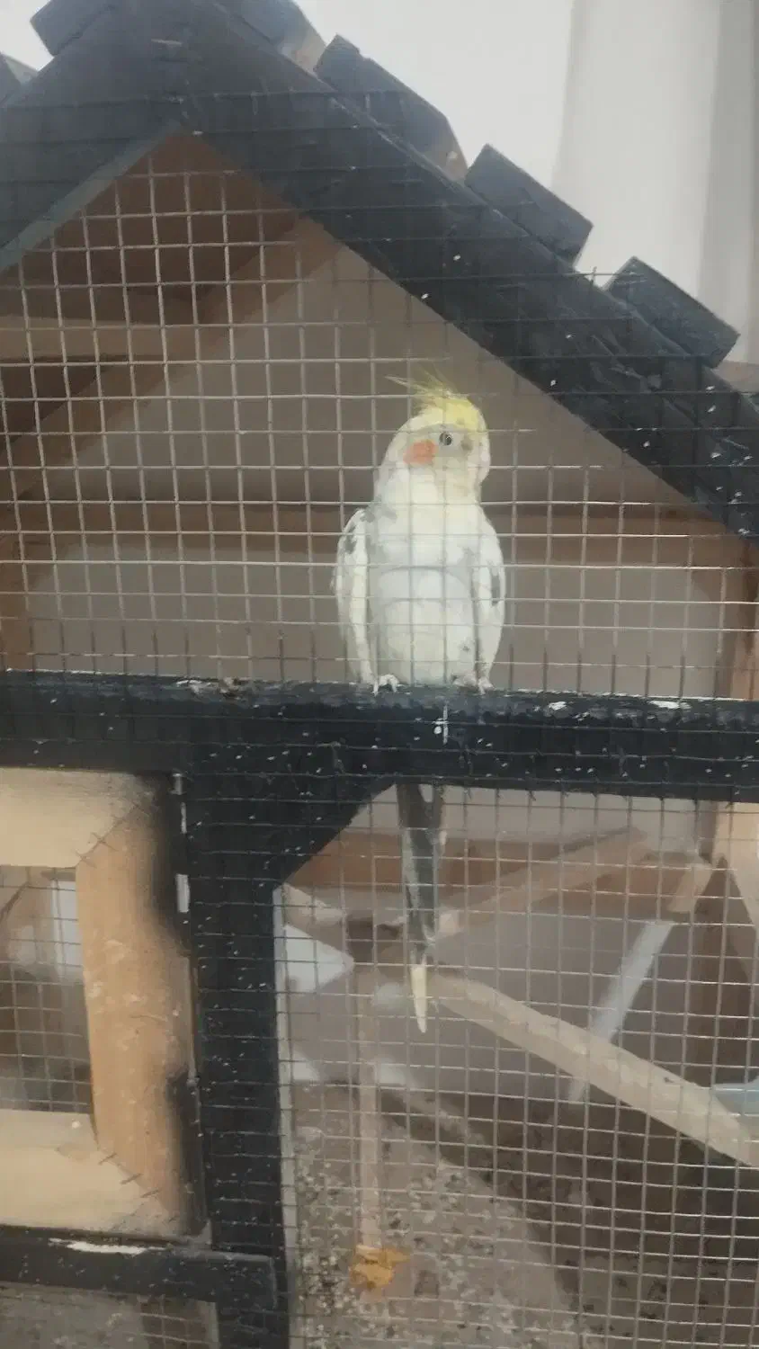 یه جفت عروس هلندی|پرنده|سمنان, |دیوار