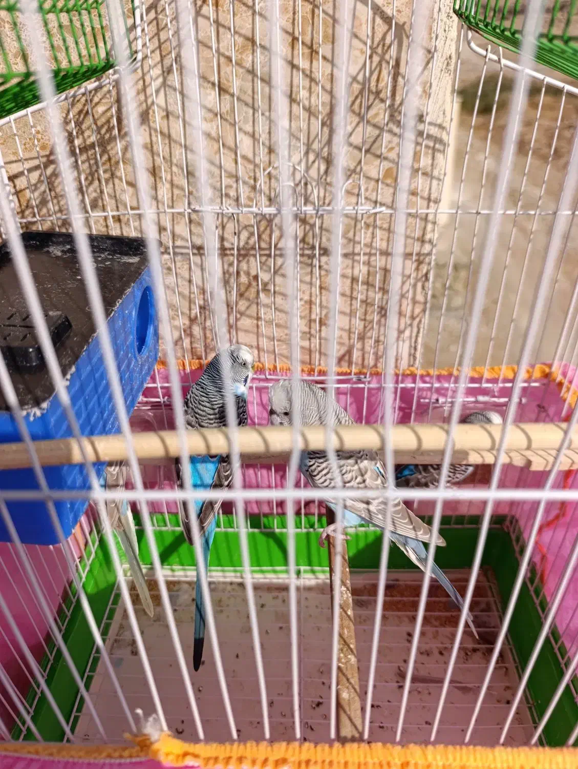 چهار عدد مرغ عشق|پرنده|هشتگرد, فاز ۳ مهستان|دیوار