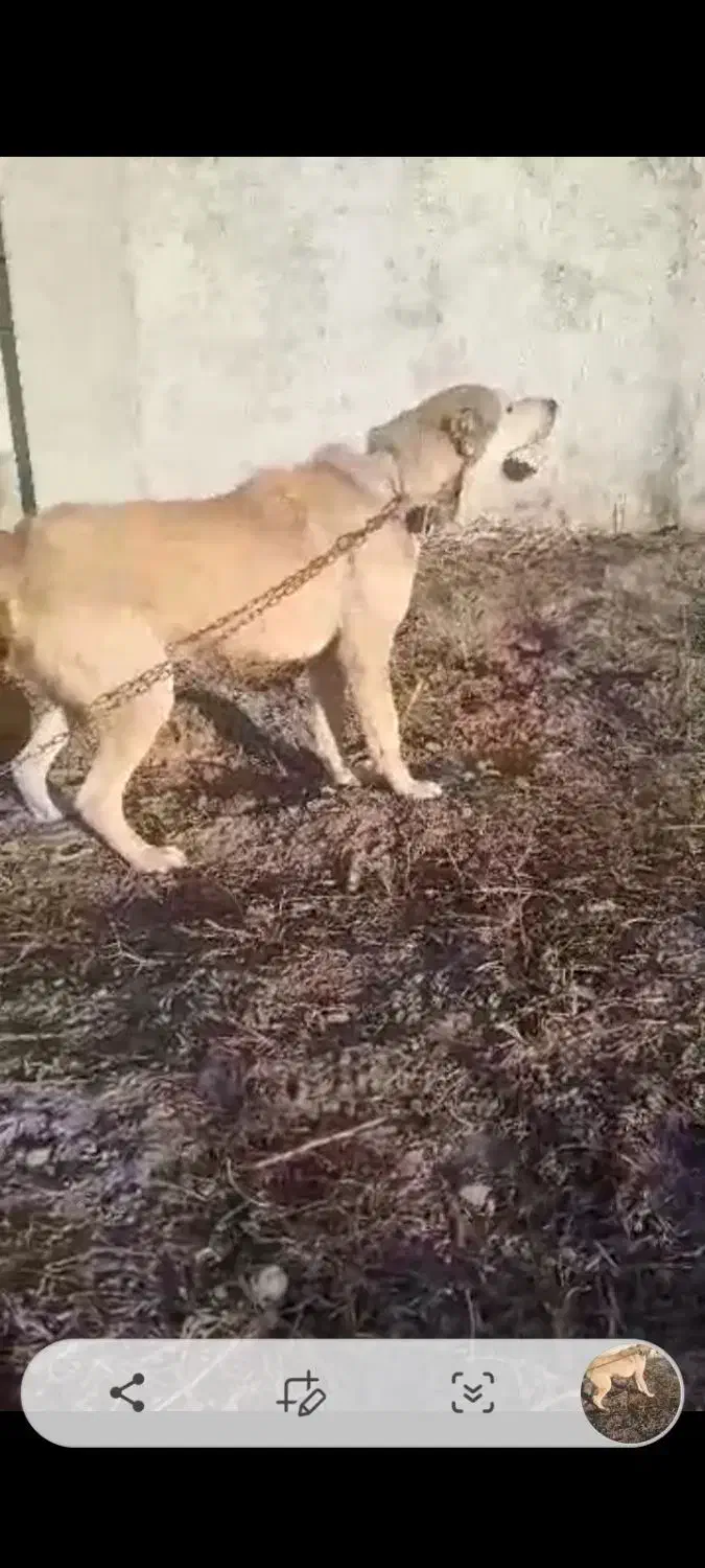 فروش سگ گله ای ونگهبان|سگ|آزادشهر, |دیوار