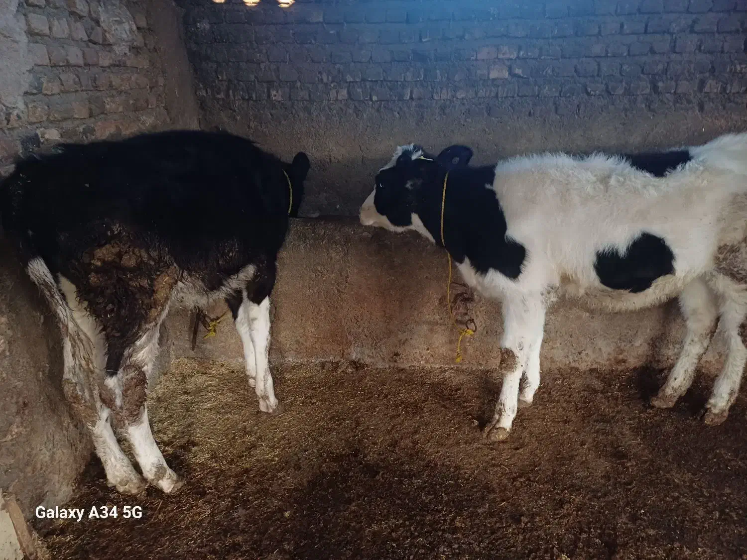 گوساله جنسی|حیوانات مزرعه|علی‌آباد کتول, |دیوار