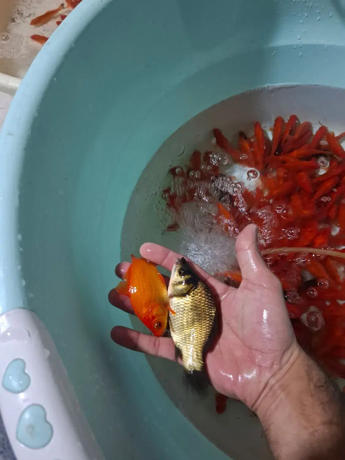 فروش ماهی قرمز/طعمه/شکاف/شکاری/|ماهی|لنگرود, |دیوار