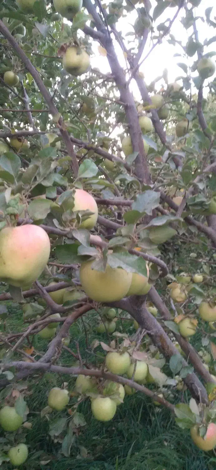 فروش سیب سفید لبنانی درجه یک|خوردنی و آشامیدنی|قیدار, |دیوار