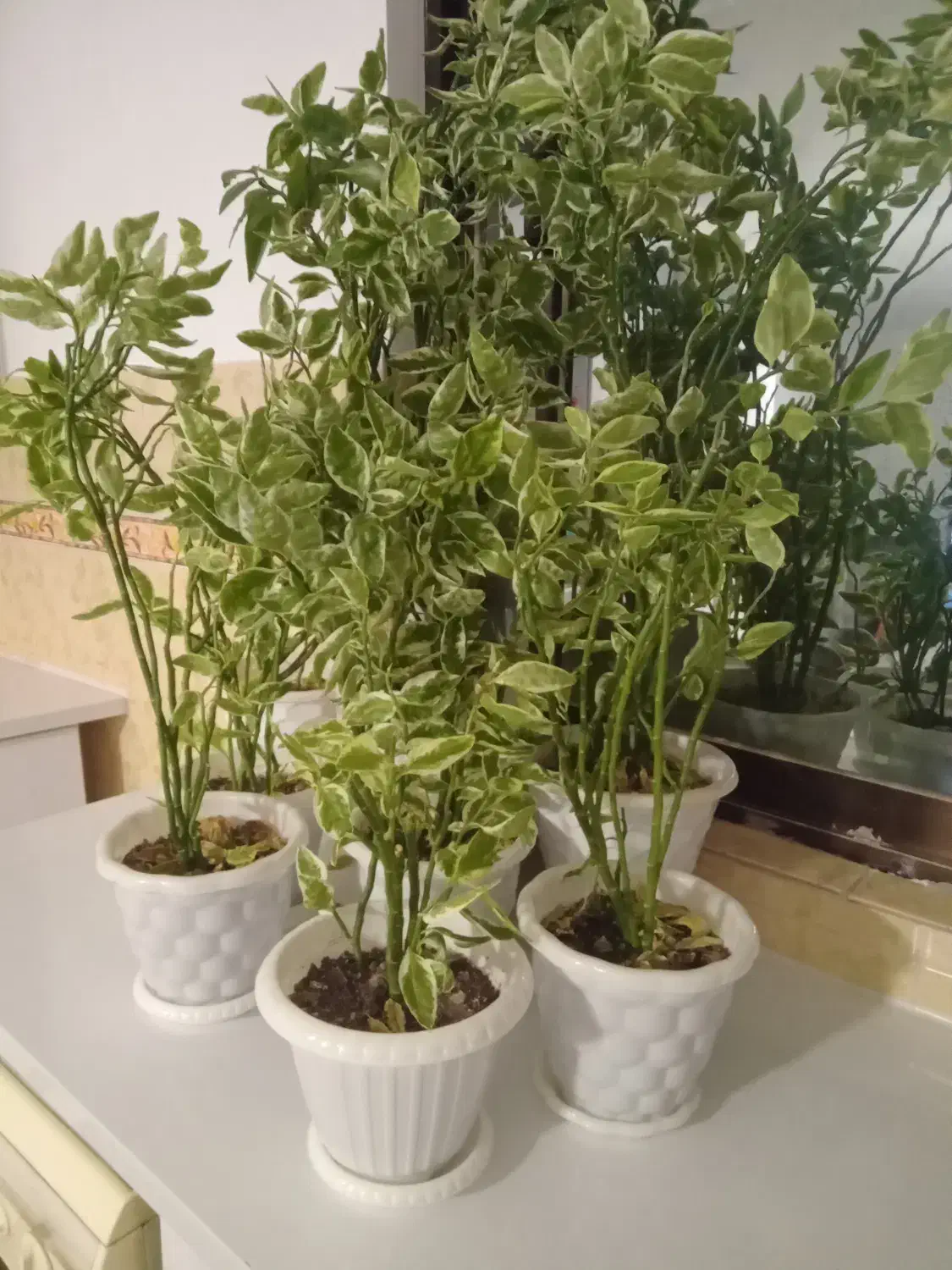 گل پدیلانتوس|گل و گیاه طبیعی|رشت, سلیمانداراب|دیوار