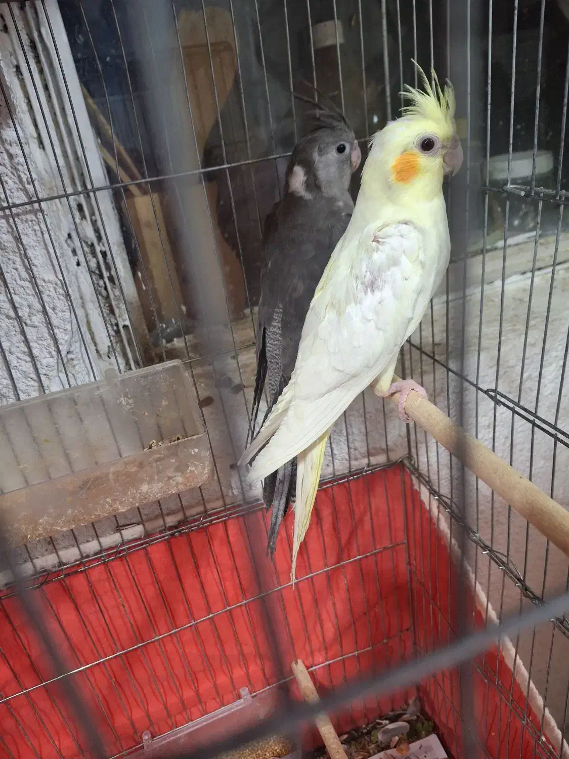 عروس هلندی|پرنده|بندرعباس, |دیوار