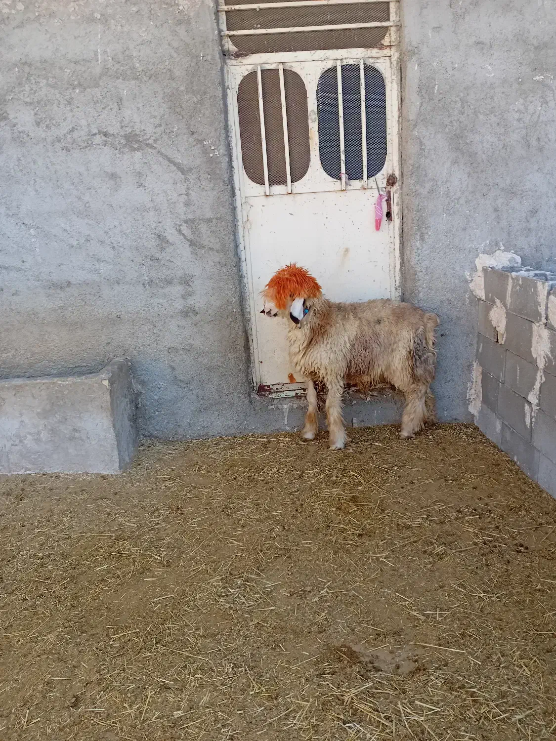 بره تخمی|حیوانات مزرعه|ایذه, |دیوار