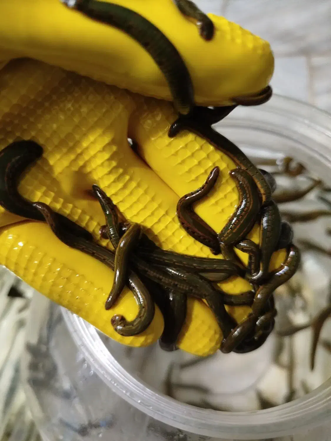 زالو آرایشی و طبی مناسب درمان هرتعداد و سایز موجود|آرایشی، بهداشتی، درمانی|اصفهان, درب سیبه علیا|دیوار