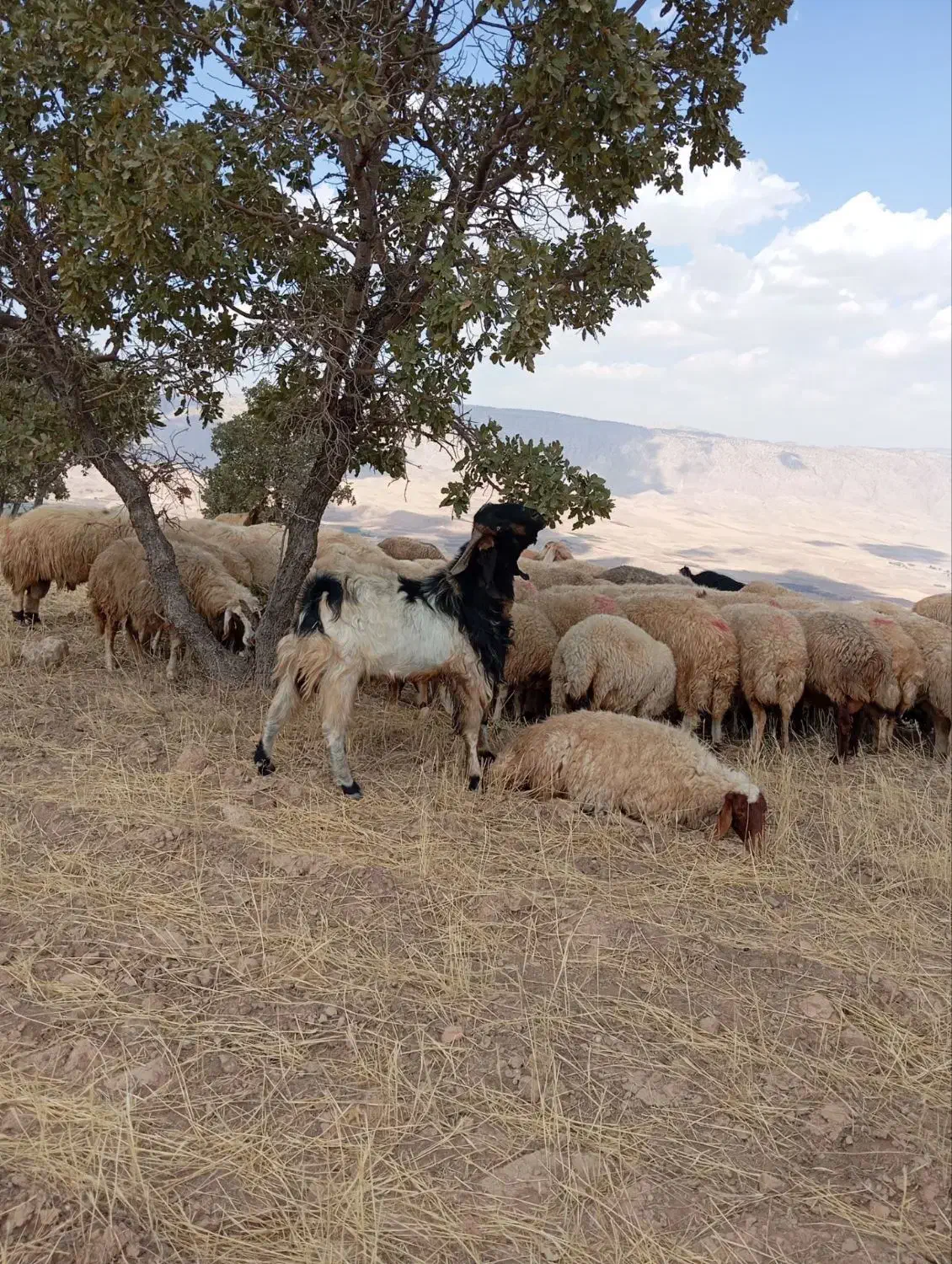 یه عدد بز نر افغان جوان وسر حال|حیوانات مزرعه|کارزان, |دیوار