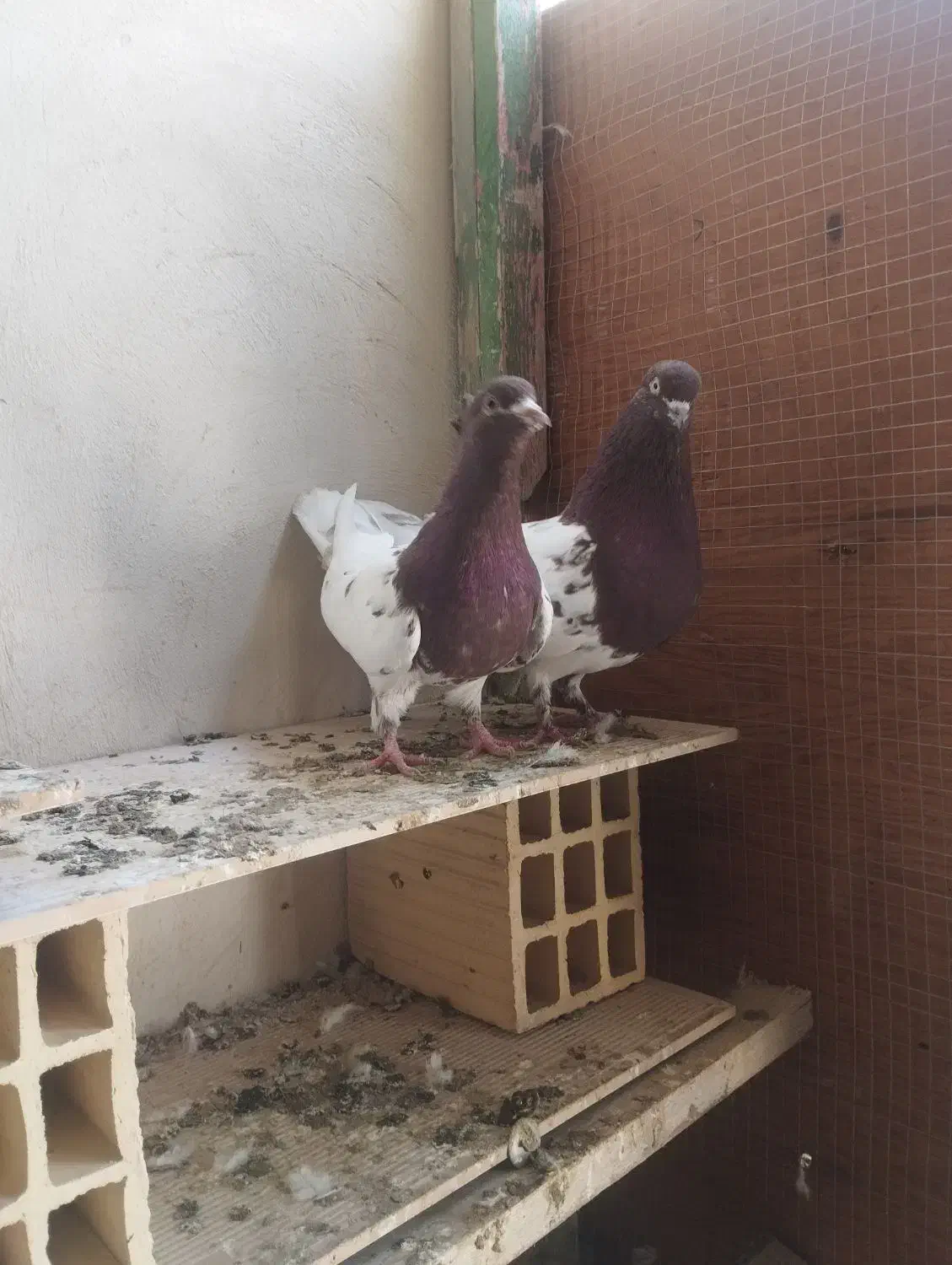 جفت کفتر کله سرخ|پرنده|کنارک, |دیوار