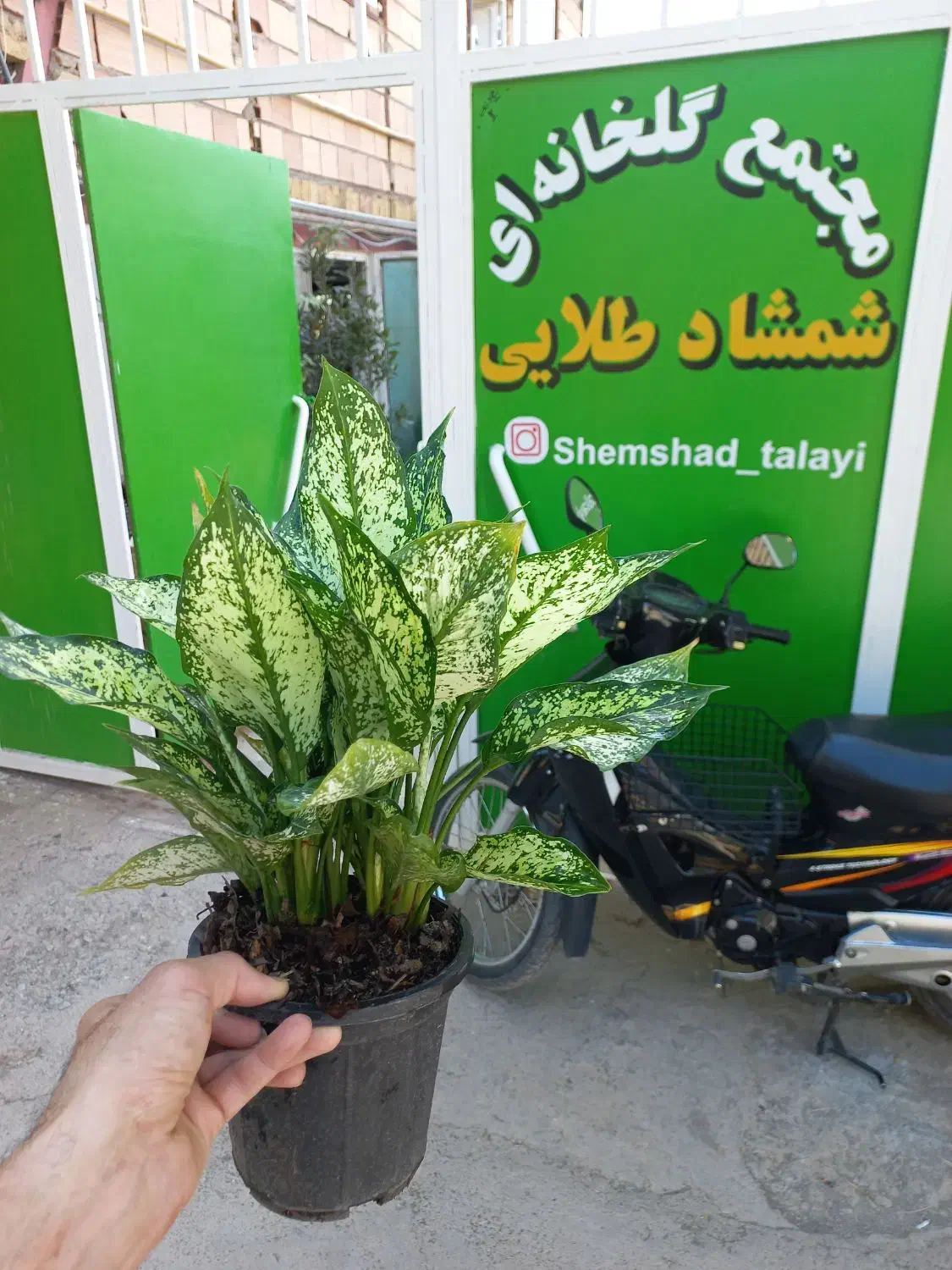 تخفیف اگلنما برفی ۸ تا ۱۰ بوته|گل و گیاه طبیعی|سبزوار, توحیدشهر|دیوار