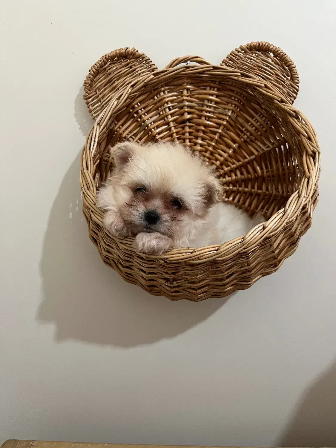 توله پامرانین|سگ|هشتگرد, شهرک اداری|دیوار